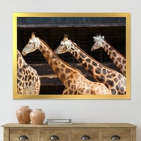Портрет На Три Жирафа, Бягащи Във Ферма